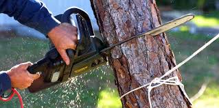 Best Leaf Removal  in Magalia, CA