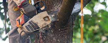 Organic Lawn Care Solutions in Magalia, CA
