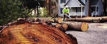 Best Tree Maintenance Programs  in Magalia, CA