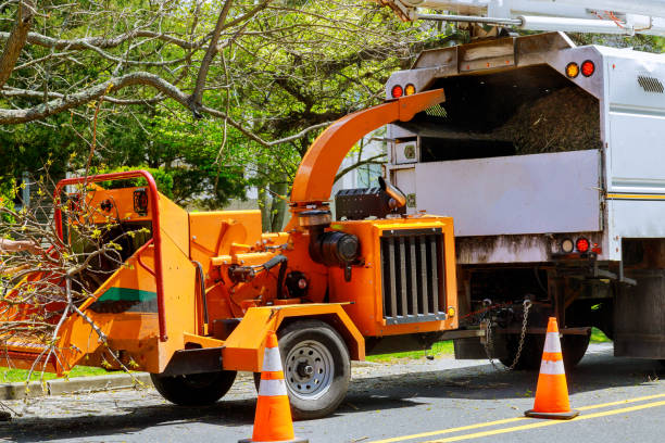Best Storm Damage Tree Cleanup  in Magalia, CA