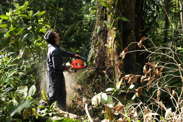 Best Emergency Tree Removal  in Magalia, CA